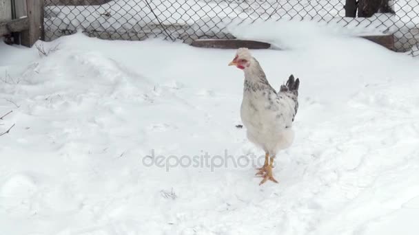 La gallina camina por la nieve en el patio. Día de invierno — Vídeo de stock