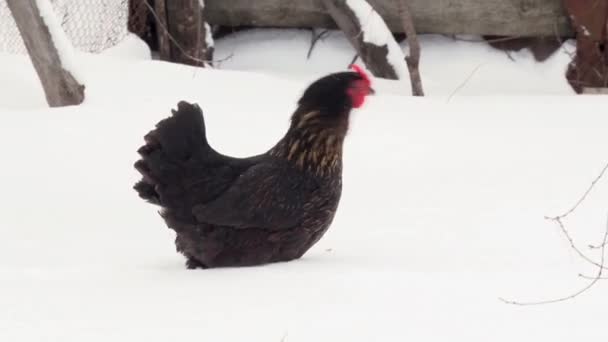 Μαύρο κοτόπουλο περπάτημα στο χιόνι κατά μήκος του φράχτη. Μέρα του χειμώνα — Αρχείο Βίντεο