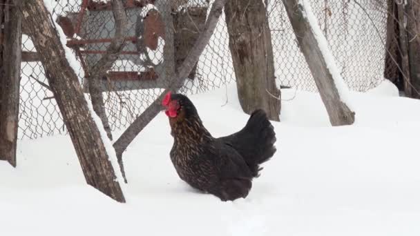 Μαύρο κοτόπουλο περπάτημα στο χιόνι κατά μήκος του φράχτη. Μέρα του χειμώνα — Αρχείο Βίντεο