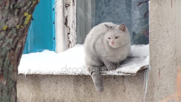 Серый кот сидит на выступе снаружи. Зимний день, снег, окно — стоковое видео