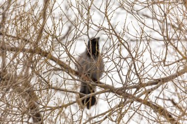 Raven bir bulanıklık ağaç dallarında ötesinde