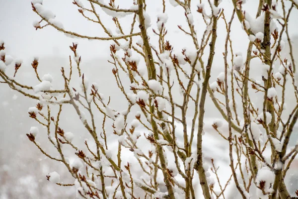 Islak kar ağacının dalları üzerinde. Şişmiş böbrekler. Kar yağışı — Stok fotoğraf