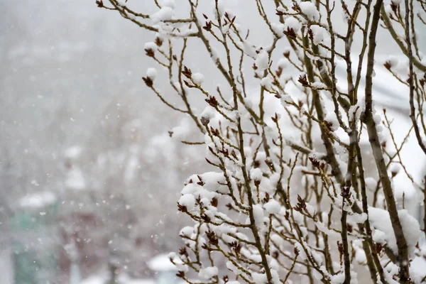Islak kar ağacının dalları üzerinde. Şişmiş böbrekler. Kar yağışı — Stok fotoğraf