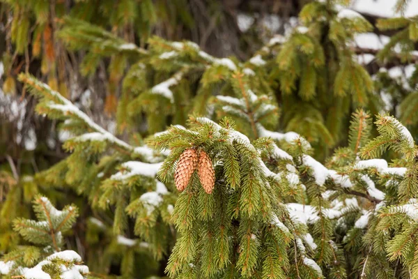 Külah Ladin üzerinde. Kış, kar dalları üzerinde — Stok fotoğraf
