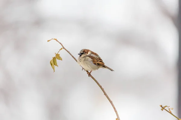 Urban Sparrow on a branch. Blurred background — Stock Photo, Image