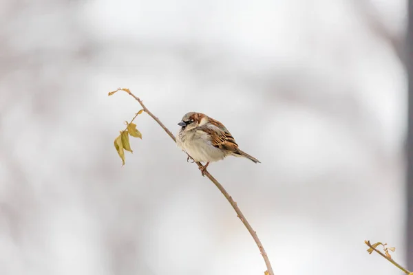 Městské Sparrow na větvi. Rozmazané pozadí — Stock fotografie