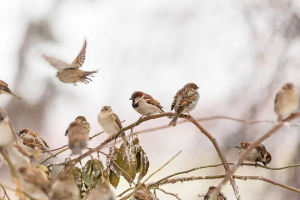 Gorriones en una rama de la rosa silvestre. Bayas rojas, nieve, día de invierno . —  Fotos de Stock