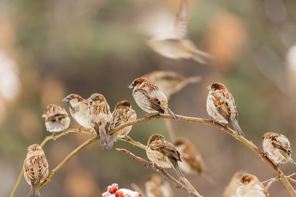 Sparrows on a branch of the wild rose. Red berries, snow, winter day. — Stock Photo, Image