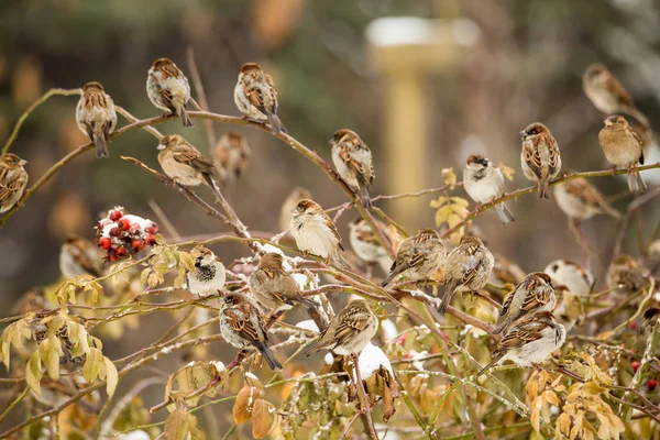 Gorriones en una rama de la rosa silvestre. Bayas rojas, nieve, día de invierno . —  Fotos de Stock