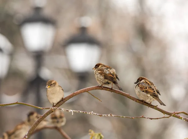 Gorriones urbanos en una rama de árbol —  Fotos de Stock