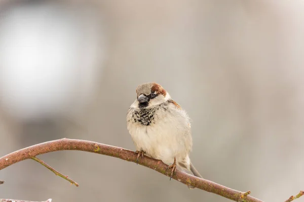 Městské Sparrow na větvi. Rozmazané pozadí — Stock fotografie