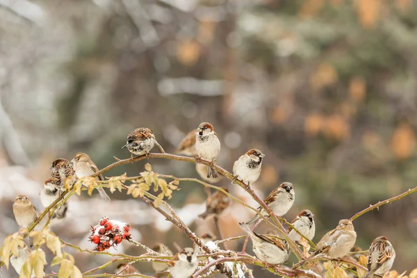 Spatzen auf einem Zweig der Wildrose. Rote Beeren, Schnee, Wintertag. — Stockfoto