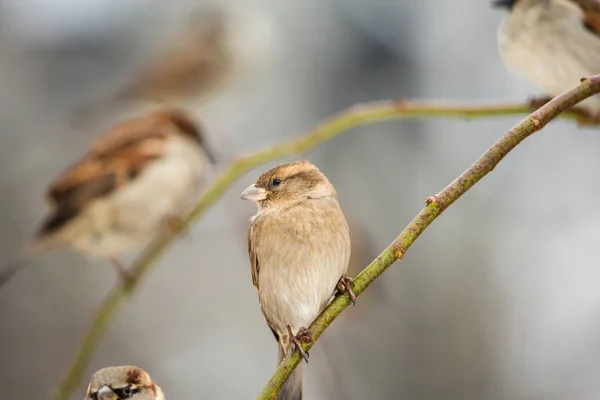 Sparrows on the branch — Stock Photo, Image