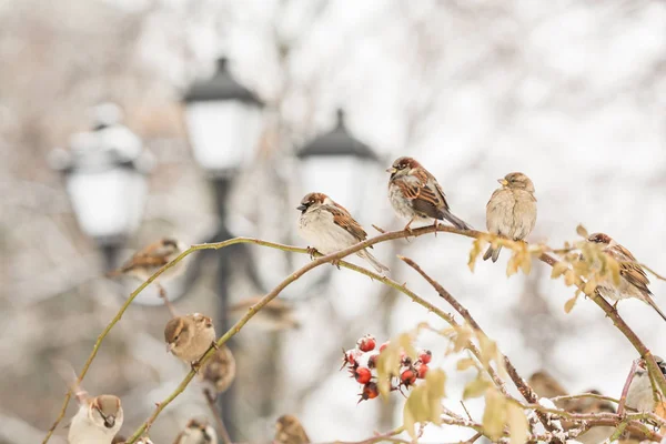 Sparrows on a branch of the wild rose. Red berries, snow, winter day. Street lamp in the background — Stock Photo, Image