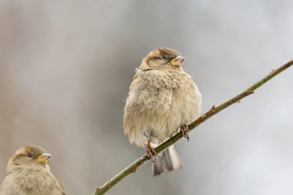 Vrabec na větev — Stock fotografie