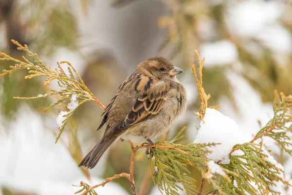 Sparrow na větev arborvitae v zimě. Sníh — Stock fotografie