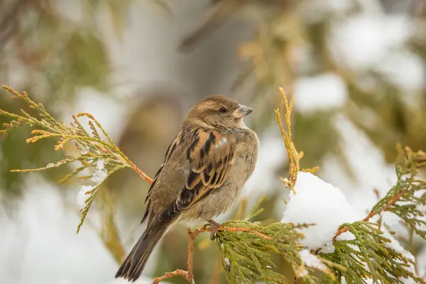 Sperling auf einem Ast arborvitae im Winter. Schnee — Stockfoto