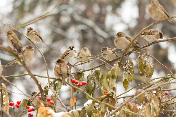 Spatzen auf einem Zweig der Wildrose. Rote Beeren, Schnee, Wintertag — Stockfoto