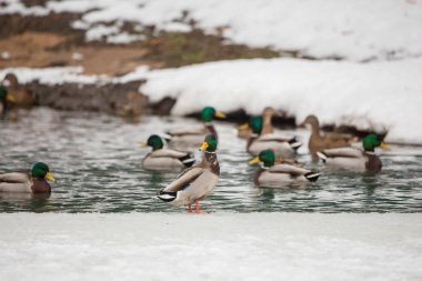 Yaban ördeği kış city Park. Yaban ördeği