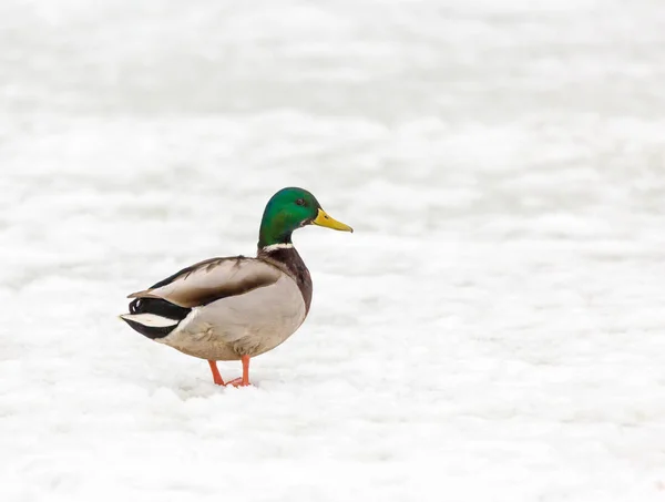 Un Drake Mallard en la nieve en el invierno — Foto de Stock