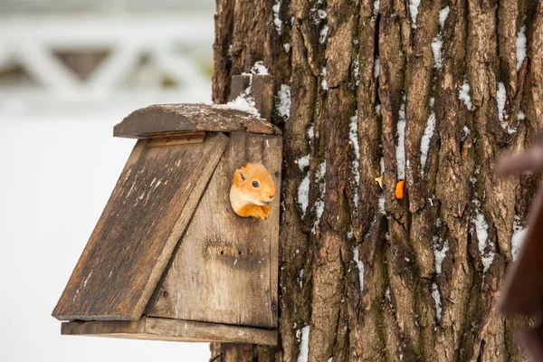 Sciurus vulgaris. Scoiattolo sbircia fuori dai fori dei mangiatoie. Giornata invernale — Foto Stock