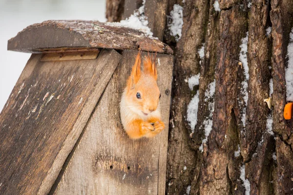 Sciurus vulgaris. Eichhörnchen lugt aus den Löchern der Futterautomaten hervor. Wintertag — Stockfoto