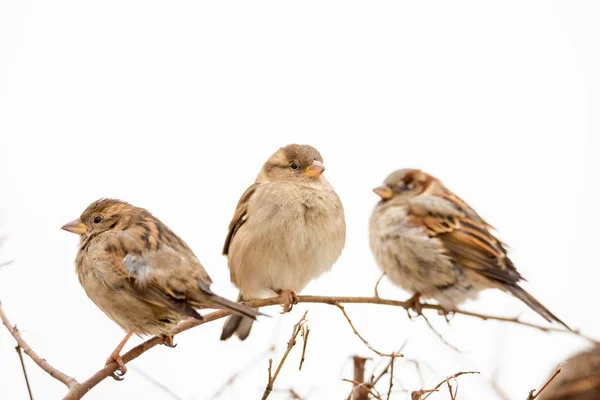 Tři vrabci sedící na větvi — Stock fotografie