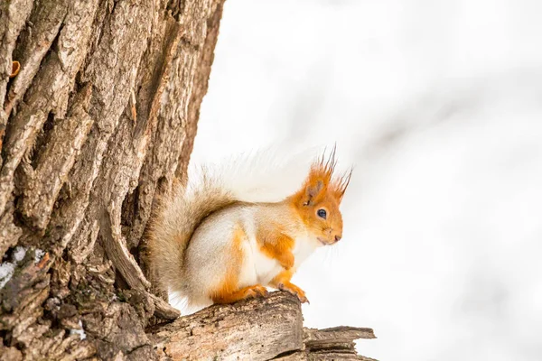 Sciurus vulgaris. Ardilla sentada en el árbol en invierno —  Fotos de Stock