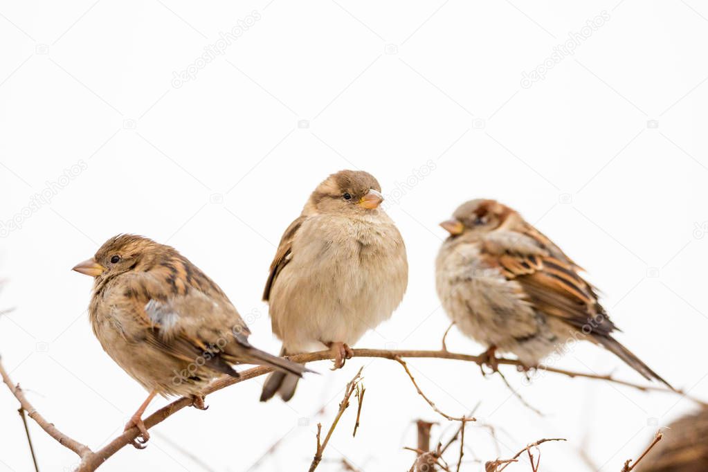 Three sparrows sitting on a branch