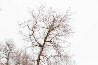 Beyaz bir gökyüzüne karşı yaprakları olmayan bir ağacın tacı
