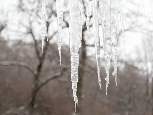 Buz sarkıtları çatıdan üzerinde bulanık arka plan asmak. Ağaçlar içinde belgili tanımlık geçmiş — Stok fotoğraf