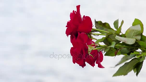 A bouquet of roses in hands on a background of water. In memory of the fallen in the great Patriotic war and the battle of Stalingrad. Board the ship on the Volga river, Volgograd — Stock Video