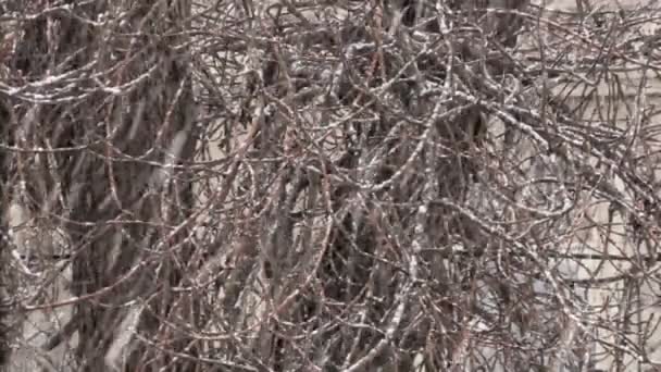 降雪量为背景的树木与建筑立面 — 图库视频影像