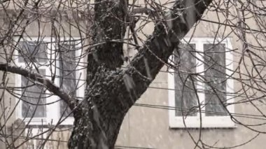 Cephe bina ve ağaç arka plan üzerinde kar yağışı.