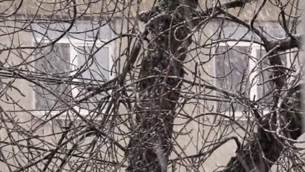 나무의 외관의 배경에 — 비디오