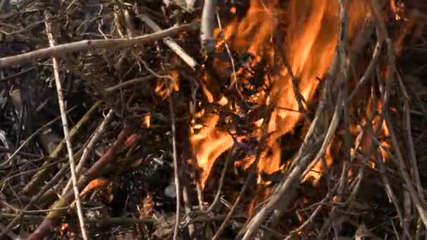 Het verbranden van droge twijgen en bladeren. Wildvuur. Brand. Beeldmateriaal 4k Ultrahd, Uhd — Stockvideo
