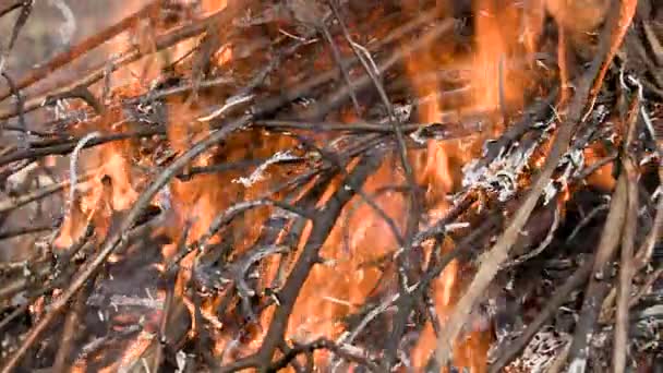 Het verbranden van droge twijgen en bladeren. Wildvuur. Brand. Beeldmateriaal 4k Ultrahd, Uhd — Stockvideo