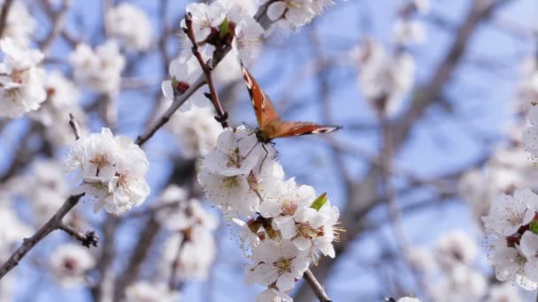 Fjäril på blommande aprikos träd — Stockvideo