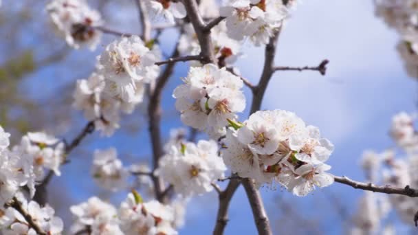 Albaricoque Floreciente Los Insectos Polinizan Las Flores Video Clip Uhd — Vídeo de stock