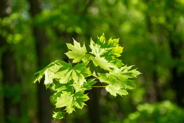 Jovens folhas de bordo verde no fundo desfocado — Fotografia de Stock