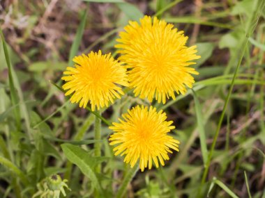 Mayıs ayında çiçekli karahindiba