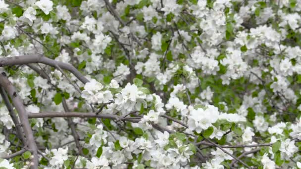 分支机构的花朵盛开的苹果树。4 k，到，超高清 — 图库视频影像
