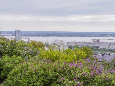 Lila çalılar Mayıs ayında çiçek açmış. Saratov, Rusya Federasyonu şehri. Ufukta Volga Nehri