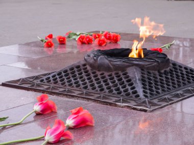 Büyük Vatanseverlik Savaşı kurbanları anısına eternal flame yakınındaki kırmızı lale.