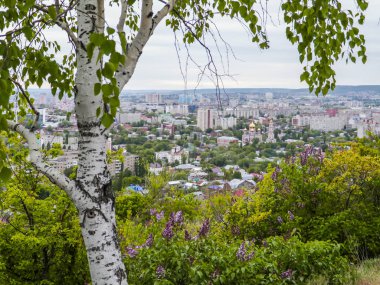 Huş ağacı ve çiçek açan leylaklar ön planda. Saratov, Rusya'nın şehrin arka plan görünümü