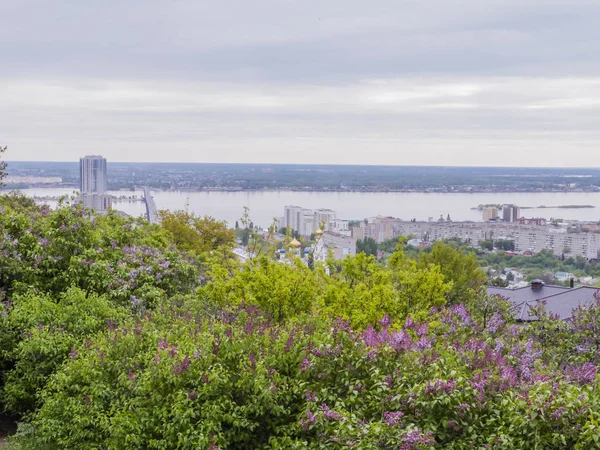 Kvetoucí šeříky v měsíci květnu. Město Saratov, Rusko. Řeka Volha na obzoru — Stock fotografie