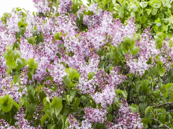 Bloei van lila in de tuin. Paarse bloemen en groene bladeren, achtergrond, textuur. Mei, lente — Stockfoto