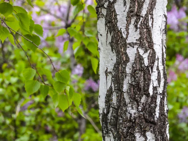 Mala de bétula. Fundo texturizado. Primavera em um bosque de vidoeiro. Ramos de lilases florescendo no fundo em um borrão — Fotografia de Stock
