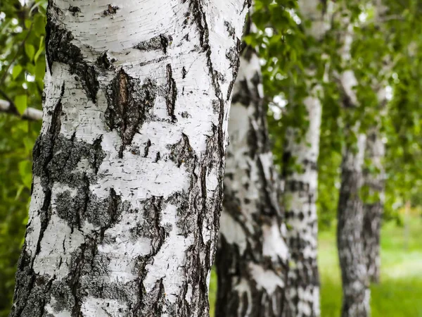 Troncos de bétula. Fundo texturizado. Primavera em um bosque de vidoeiro — Fotografia de Stock