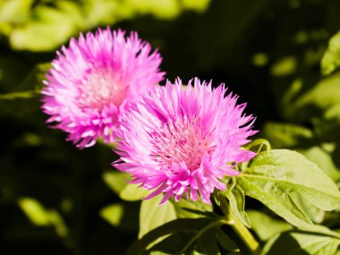 Bahçe Peygamber Çiçeği çiçek açmış. Eflatun çiçekler. Flowerbed